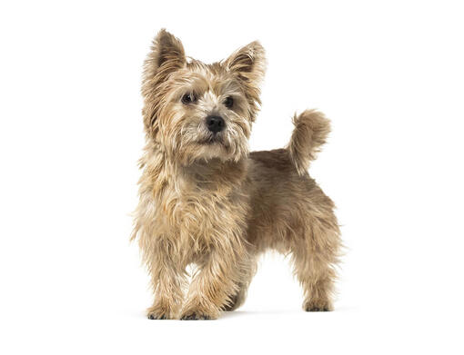 Cairn terrier norwich sales terrier